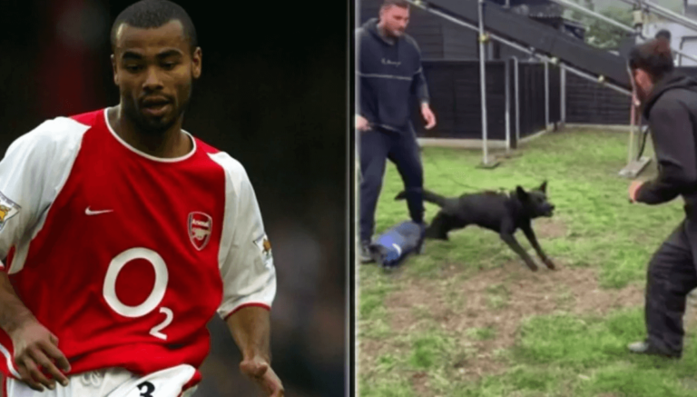 Exfutbolista de Arsenal compra perro de 25.000 dólares tras ser asaltado